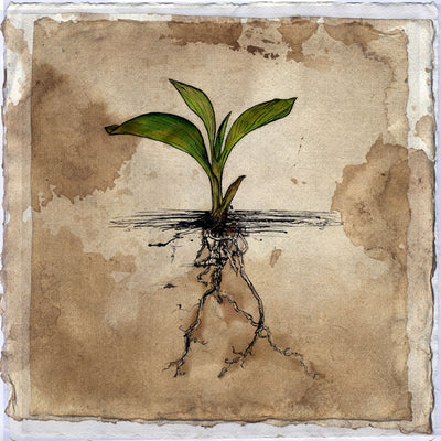 Square CD with album art of a sprout coming out of the ground. I the drawing you can see below the ground, and see the roots of the sprout. The background is a faded cream and white color.